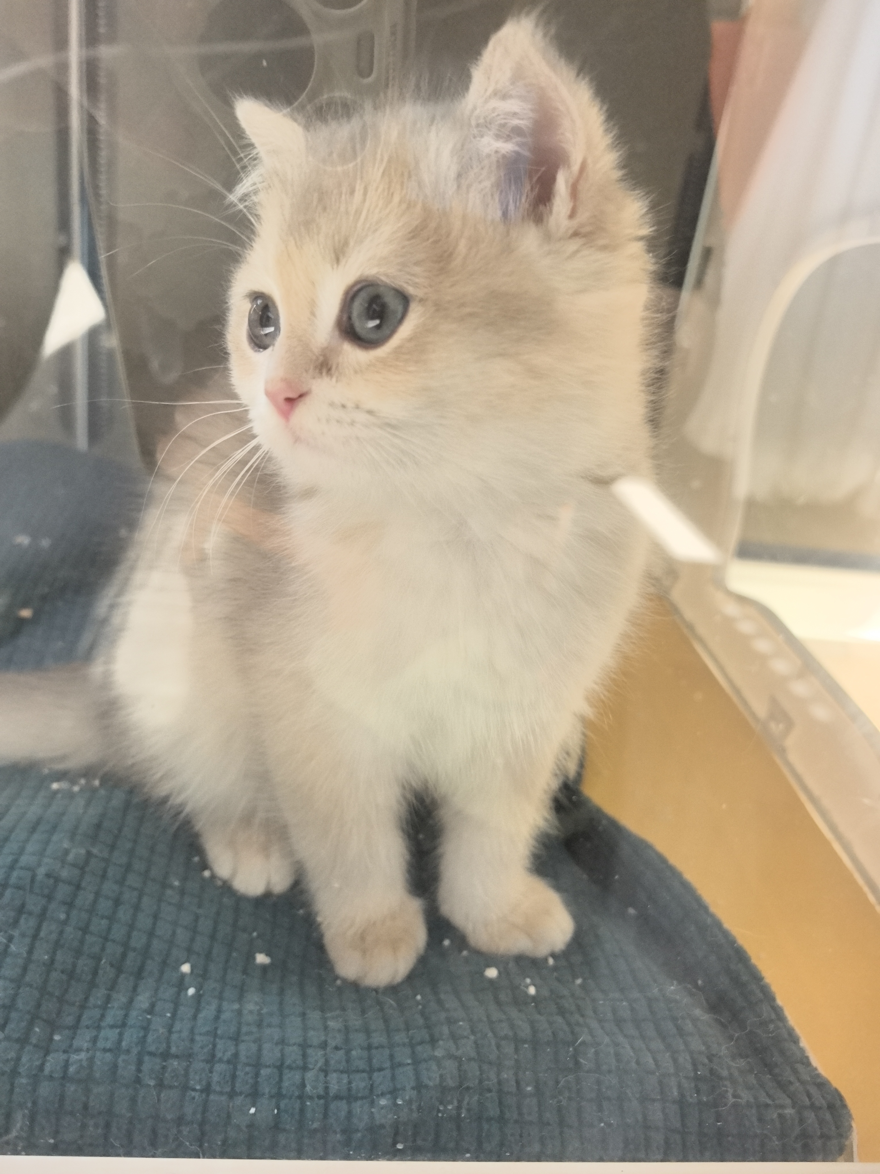 纯种蓝金小猫，有防疫证，驱虫已做，已经打完两针，性格好，大眼睛，健康无癣